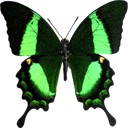 Green-banded Peacock Swallowtail - Papilio palinurus icon